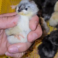 جوجه زینتی|حیوانات مزرعه|اراک, |دیوار