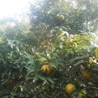 نارنگی محلی( انشو) پیج و یافاو لیمو ترش|خوردنی و آشامیدنی|جویبار, |دیوار