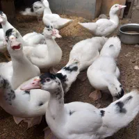 جوجه اردک اسرائیلی نیمچه و تخم اردک اسرائیلی|حیوانات مزرعه|رشت, فرزانه|دیوار
