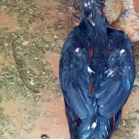 جوجه خروس لاری