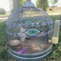 قفس طرقه سهره خاکی مهره باف
