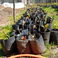 فروش کیوی قلم شده