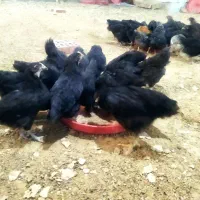 جوجه بلک استار