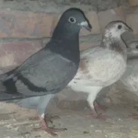 پلاکی|پرنده|بستان آباد, |دیوار