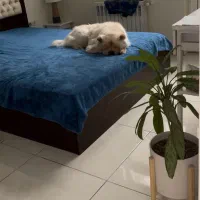 تخت چوبی دو نفره با تشک