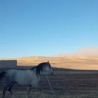 اسب نژاد دار