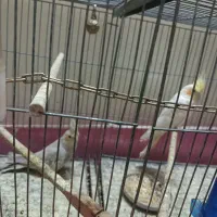 عروس هلندی|پرنده|خمینیشهر, |دیوار