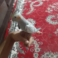 عروس هلندی عروس پاریس نر