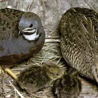 بلدرچین مینیاتوری گم شده