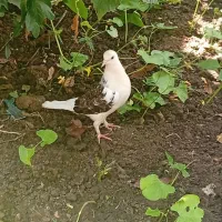 دوعدد کبوتر ماده مست پرواز عالی