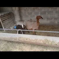 گوسفند بره دار