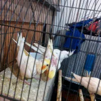 جوجه عروس هلندی لوتینو|پرنده|قدس, شهرقدس|دیوار