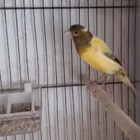 قناری نر ابلغ قدار|پرنده|اردبیل, |دیوار