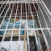 مرغ عشق ماده آلبینو کمیاب|پرنده|بیدشهر, |دیوار