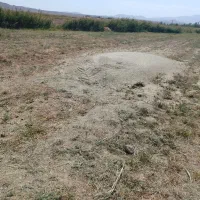 کاه،سامان یونجه برای حیوانات