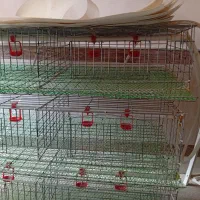 قفس بلدرچین و دستگاه جوجه کشی|لوازم جانبی حیوانات|آران و بیدگل, |دیوار