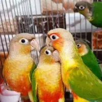 گرینچینگ،عروس هلندی،طوطی برزیلی،قناری،مرغ عشق