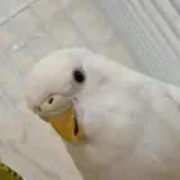 مرغ عشق هلندی سفید