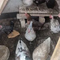 مرغ خروس اردک
