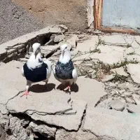 تعداد6جفت