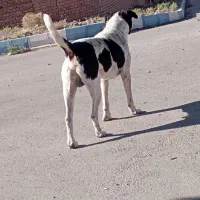 یک عدد سگ اوغان قیمت7میلیون