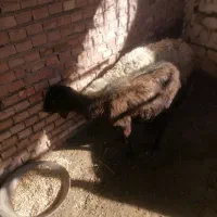 2عدد میش آبستن یکشون دوقلوزا