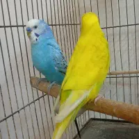 دو عدد مرغ عشق نر معاوضه هم دارم