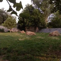 یونجه علفی