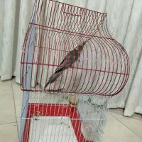 قفس پرنده
