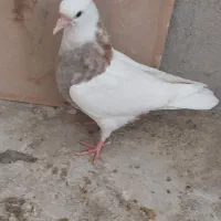 چند عدد کفتر|پرنده|قروه, |دیوار