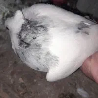 کبوتر|پرنده|سرپل ذهاب, |دیوار