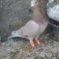 کبوتر|پرنده|سبزوار, توحیدشهر|دیوار