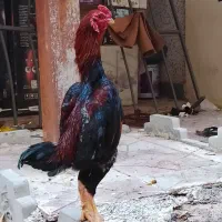 خروس لاری نژاد کوشامو اصل