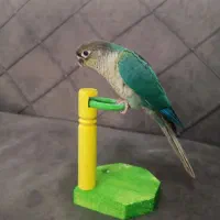 طوطی گرینجیک خاص