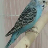 مرغ عشق رنگ خاص