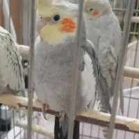 عروس هلندی|پرنده|ری, سیزده آبان|دیوار