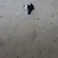 شیتزو پاکوتاه مینی فلت آپارتمانی