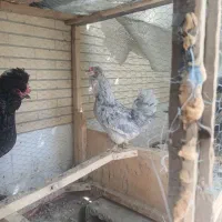 مرغ گلین و سلطان