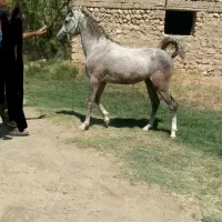 فروش کره اسب یک سر عرب|اسب و تجهیزات اسب‌سواری|میاندوآب, |دیوار