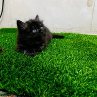 بچه گروبه پرشین سالم وشیطون