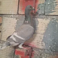 طاوسی خط سفید