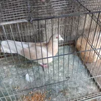 کبوتر گمشده