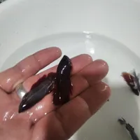 ماهی زینتی انواع گونه ها عالی