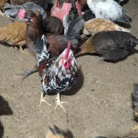 خروس|حیوانات مزرعه|یاسوج, |دیوار