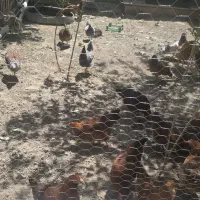 مرغ رسمی درشت  تخمگذار