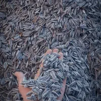 تخمه خوی