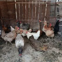 مرغ محلی تخم گذار