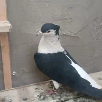 کفتر جفتگاه سینه هفت رنگ و ساده کاکلی شقه پرشی|پرنده|مشهد, خواجه ربیع|دیوار