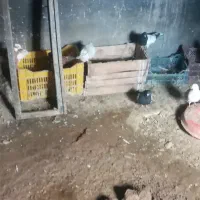 یک لانه کبوتر|پرنده|ملکان, |دیوار