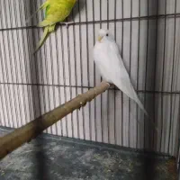 مرغ عشق های تضمینی